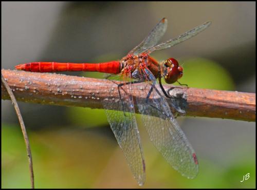 Sympetrum sanguineum